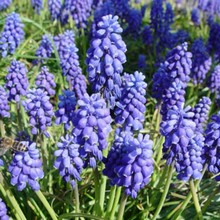 Grape Hyacinth - Muscari Armeniacum